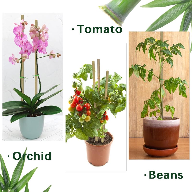 BOVITRO Plant Stakes,12 Inches Natural Garden Bamboo Sticks, 20Pcs Plant Support Stakes for Tomatoes,Beans,Vegetable and Potted Plants - Image 5